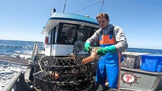 Ловушки для лангустов у южных берегов Тасмании и сортировка улова