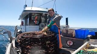 Ловушки для лангустов у южных берегов Тасмании и сортировка улова
