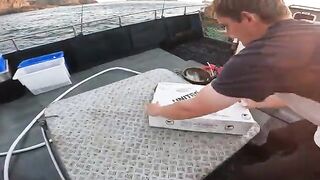 Ловушки для лангустов у южных берегов Тасмании и сортировка улова