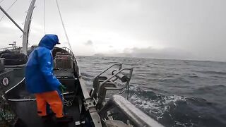 Ловушки для лангустов у южных берегов Тасмании и сортировка улова