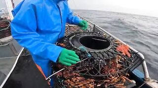 Ловушки для лангустов у южных берегов Тасмании и сортировка улова