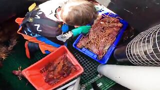 Ловушки для лангустов у южных берегов Тасмании и сортировка улова