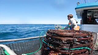 Ловушки для лангустов у южных берегов Тасмании и сортировка улова