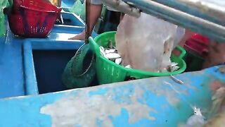 Ниньчу: рыбацкий берег в сезон сардины и день на воде