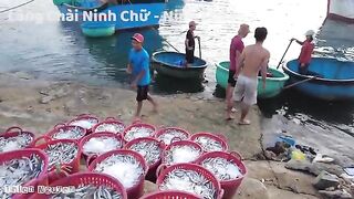 Ниньчу: рыбацкий берег в сезон сардины и день на воде