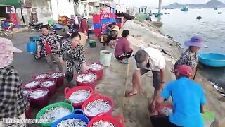 Ниньчу: рыбацкий берег в сезон сардины и день на воде