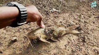 Сеть дяди Мухаммада на ирригационном канале в суданской Гезире