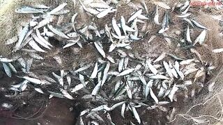Лонгхай: сельдяные сети на берегу и туристический морской день