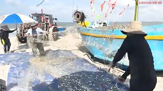 Лонгхай: сельдяные сети на берегу и туристический морской день
