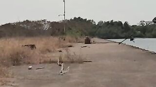 Ловля двух морских хищников с судна у причала в Малабо