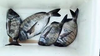 Подводная охота с Пеппе у Неаполя в прозрачной воде