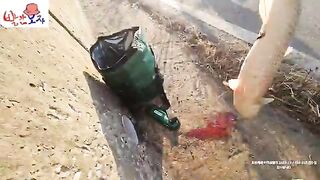 Ловля кефали в районе Ёнджондо в Инчхоне