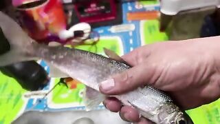 Взвесили 7.5 кг рипуса и сорожки после ночной рыбалки в Приморске
