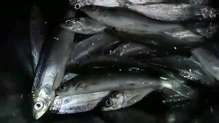 Взвесили 7.5 кг рипуса и сорожки после ночной рыбалки в Приморске