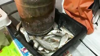 Взвесили 7.5 кг рипуса и сорожки после ночной рыбалки в Приморске