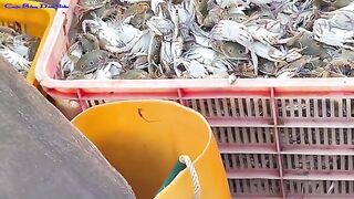 Утренняя помощь рыбакам с неводом на пляже Лонгхай во Вьетнаме