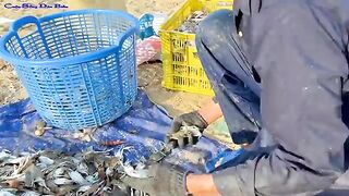 Утренняя помощь рыбакам с неводом на пляже Лонгхай во Вьетнаме