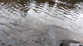 Семга на мокрые мушки в первый день на реке Хант в Лабрадоре