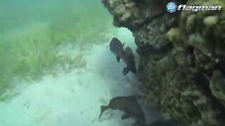 Джиг вдали от дневных точек в Сома-Бей на Красном море