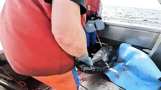Троллинг на тунца у Педра-Бранка в южной Тасмании