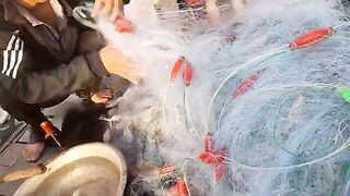 Хочам: вытягивание сетей и отдельная рыбалка у устричных ферм