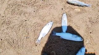 Сети на реке Ба у Туихоа первая выборка семь рыб и обед