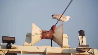 Залив Святого Лаврентия: культурная история и морское знакомство