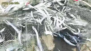 Невод с рыбой-саблей на пляже Микхе в Дананге во Вьетнаме