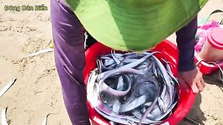 Невод с рыбой-саблей на пляже Микхе в Дананге во Вьетнаме