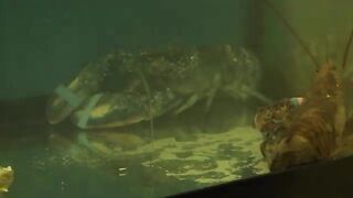 Стоунхейвен: предпоследний день сезона лобстеров на Salty Dog