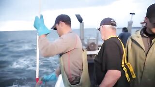 Стоунхейвен: предпоследний день сезона лобстеров на Salty Dog