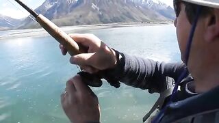 Радужная форель взяла мушку на глазах в Маккензи