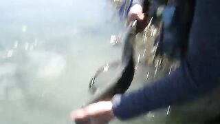 Радужная форель взяла мушку на глазах в Маккензи