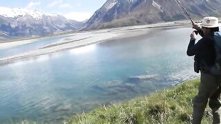 Радужная форель взяла мушку на глазах в Маккензи