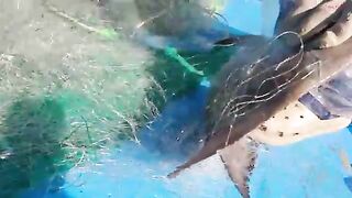 Ночная постановка сетей на ската у Лонгхая и утренний подъем с крабами