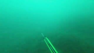 Подводная охота у Толстого мыса в Геленджике: горбыль, окунь и ласкирь