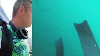 Подводная охота у Толстого мыса в Геленджике: горбыль, окунь и ласкирь