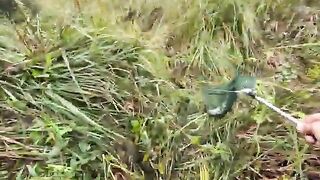 Туманное утро в Поти: две щуки у друзей