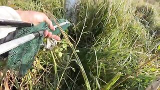 Туманное утро в Поти: две щуки у друзей