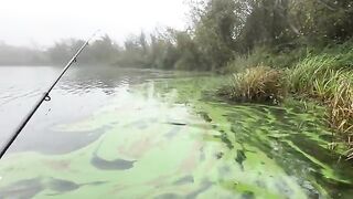 Туманное утро в Поти: две щуки у друзей