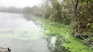 Туманное утро в Поти: две щуки у друзей
