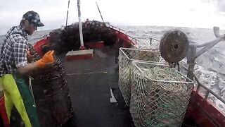 Последние ловушки у Лоу-Роки-Пойнт и выгрузка 715 кг лангустов на Тасмании
