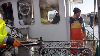 Последние ловушки у Лоу-Роки-Пойнт и выгрузка 715 кг лангустов на Тасмании