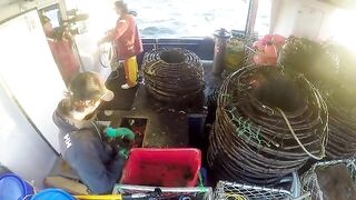 Последние ловушки у Лоу-Роки-Пойнт и выгрузка 715 кг лангустов на Тасмании
