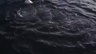 Последние ловушки у Лоу-Роки-Пойнт и выгрузка 715 кг лангустов на Тасмании