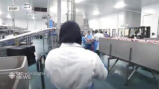 Залив Святого Лаврентия: разговор о квотах и рыбалка для гостей