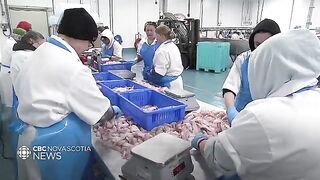 Залив Святого Лаврентия: разговор о квотах и рыбалка для гостей