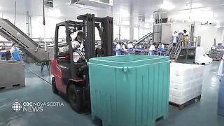Залив Святого Лаврентия: разговор о квотах и рыбалка для гостей