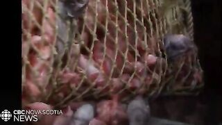 Залив Святого Лаврентия: разговор о квотах и рыбалка для гостей