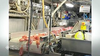 Залив Святого Лаврентия: разговор о квотах и рыбалка для гостей